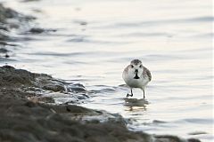 Spoon-billed Sandpiper